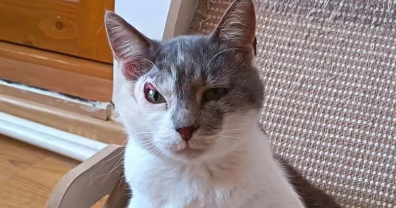 Bu kediyi kimse sahiplenmek istemiyor: Farklı bir nedeni var Sözcü Gazetesi