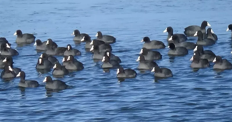 Yerli Penguenler eksi 17 derecede! Burası Antarktika değil, Kars