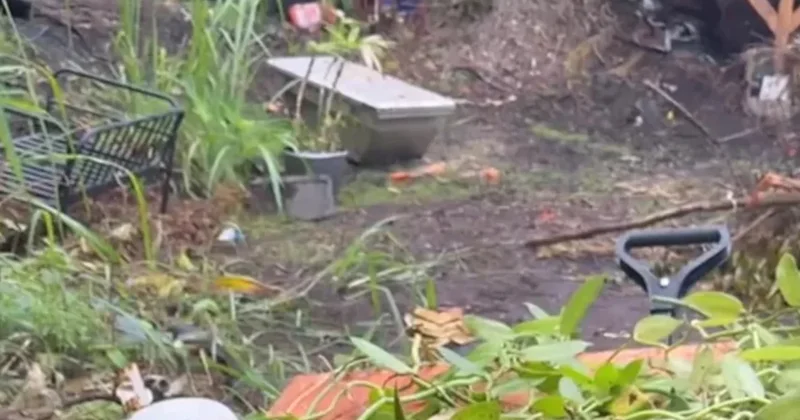 Ormanda buldukları bitkiyi kamyon kamyon taşıyorlar: Servet değerinde Sözcü Gazetesi