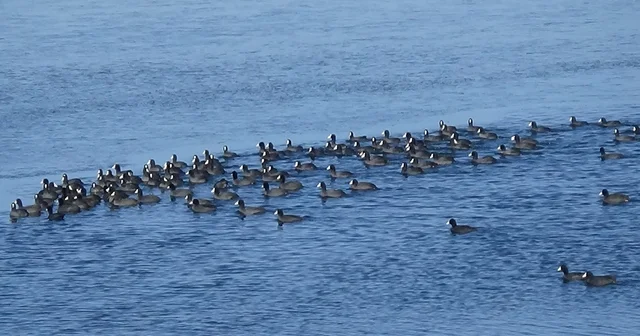 Kars ın Yerli Penguenleri görev başında Burası Antarktika değil, Doğu Anadolu Kars Haberleri
