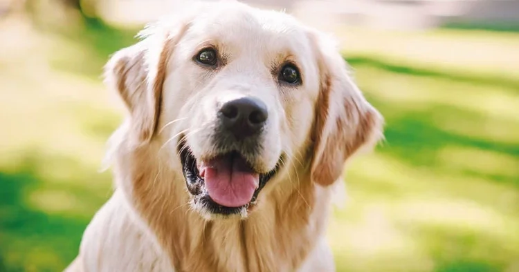 Poni’nin velayeti belli oldu! Hafta içi ‘baba’da hafta sonu ‘anne’de