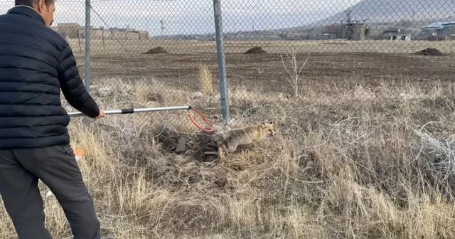 Yaralı kızıl tilki tedavi edilerek doğaya salındı Iğdır Haberleri