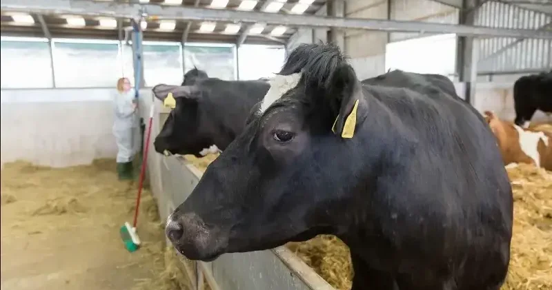 Uzmanlar şap hastalığına karşı alınması gereken önlemleri anlattı Gündem Haberleri