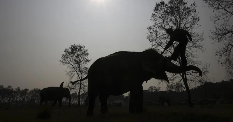 Hindistan da filler 5 kişiyi öldürdü