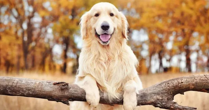 Poni nin velayeti belli oldu