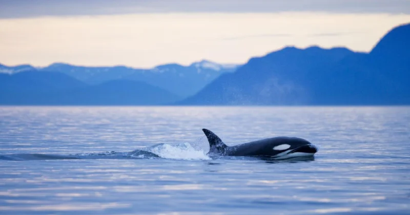 Balinalarının nefesinde ölümcül bir virüs tespit edildi