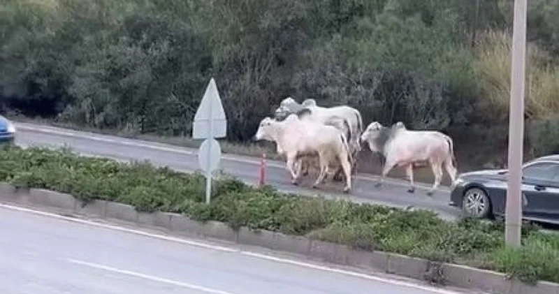 Son dakika: Firari anguslar uyuşturucu iğneyle tek tek avlandı Son dakika haberleri