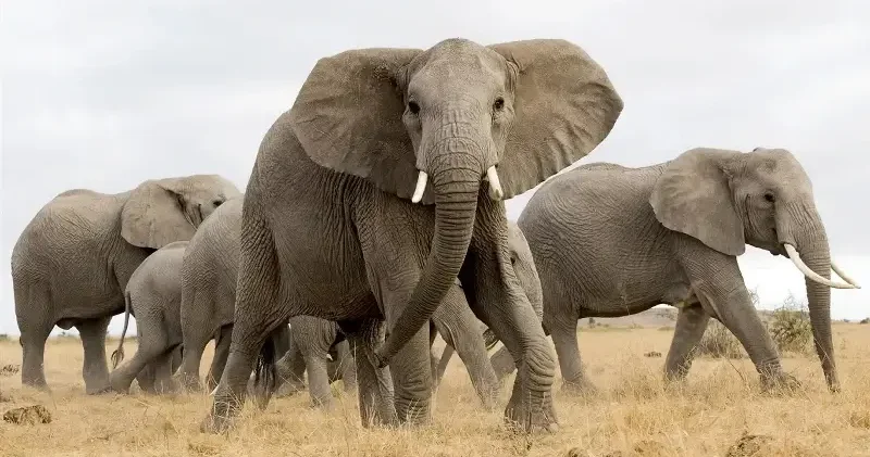 Vahşi fil sürüsü köylülere saldırdı: Ezilerek öldüler Dünya Haberleri
