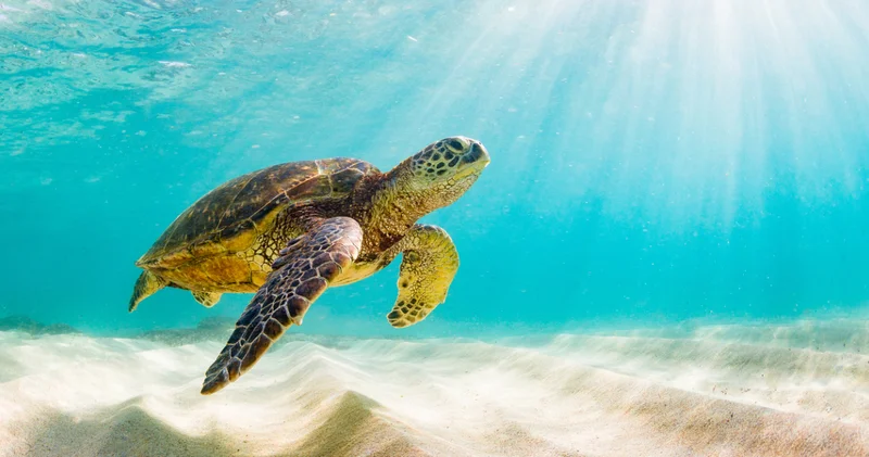 Bir kaplumbağa kafasını tamamen kabuğunun içine sokabilir mi? Kaplumbağalar hakkında 10 ilginç gerçek!