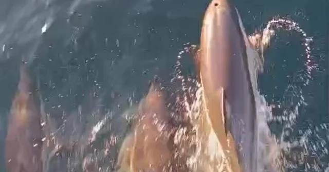 Yunuslar tekneyle yarıştı: Kıyıköy açıklarında kartpostallık anlar Kırklareli Haberleri