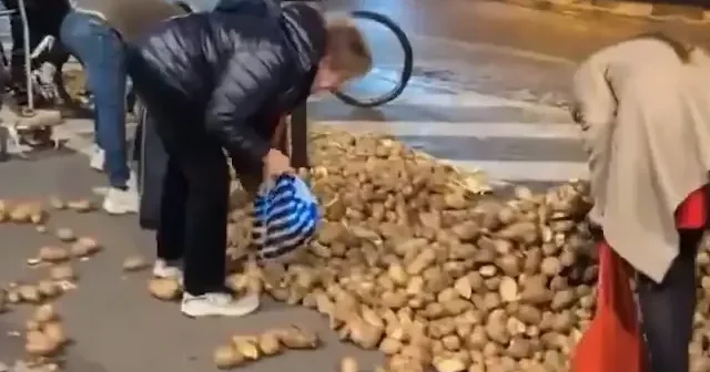 Brüksel de halk protesto için yere dökülen patatesleri topladı VİDEO İZLE