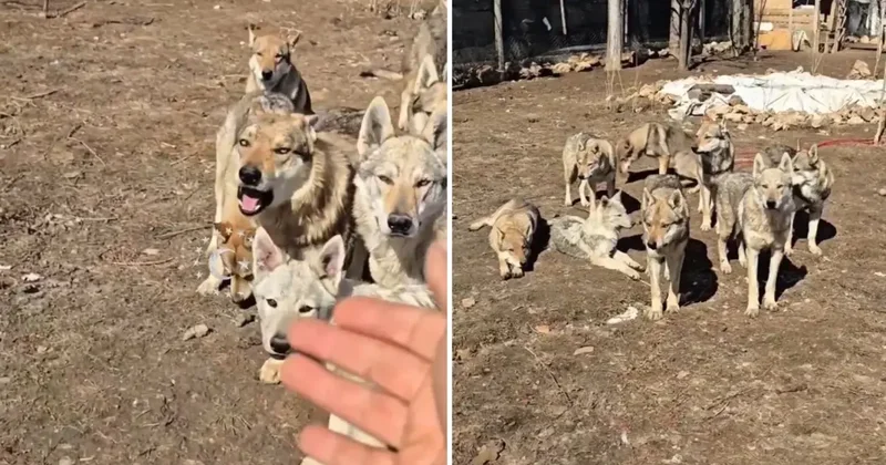 Görüntü Türkiye den! Videoyu izleyenler olan bitene inanamıyor