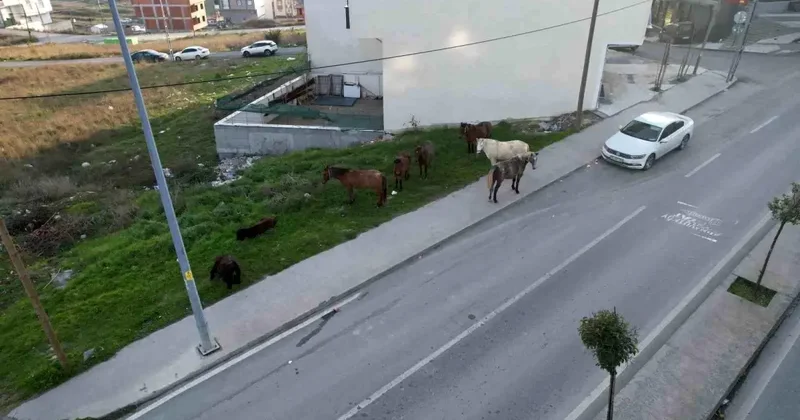 Yer: İstanbul! Başıboş atlar trafiği tehlikeye sokuyor