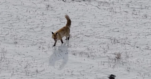 Dron sesinden tedirgin olan kızıl tilki, yuvasını terk etmedi Ardahan Haberleri