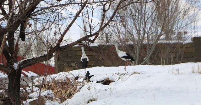 Yüksekova da 23 yıldır göç etmeyen leyleklere yenileri eklendi Hakkari Haberleri
