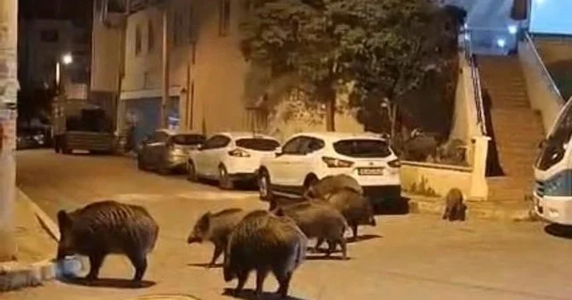 İzmir, sokaklarında domuz sürüleri ile doğal yaşam parkına döndü İzmir Haberleri