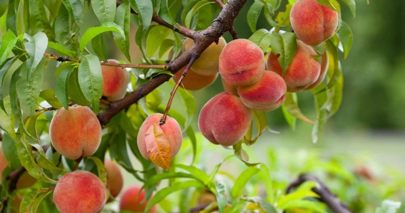 Bol verim için şeftali ağacını doğru şekilde nasıl budamalısınız? Bahçıvanlar uyardı Sözcü Gazetesi