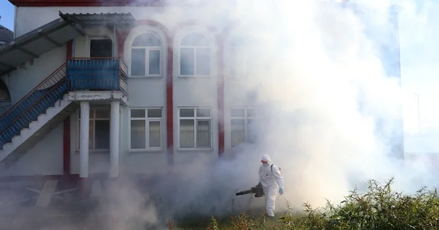 Kahverengi kokarca kışlak mücadelesi sürüyor Samsun Haberleri