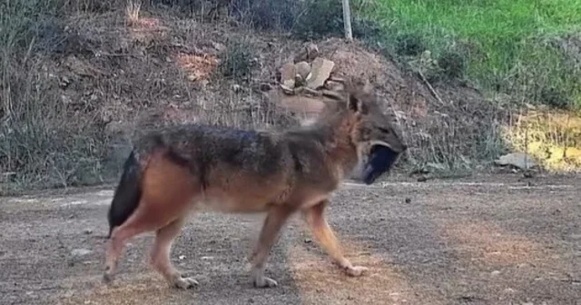 Doğanın sert yüzü: Çakal ağzında domuz bacağıyla görüntülendi Tekirdağ Haberleri