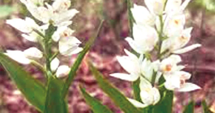 Biyokaçakçılara göz açtırılmadı