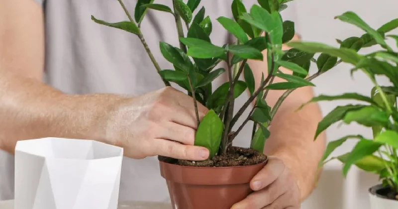 Evde yetiştirmesi en kolay çiçek: Mekanı anında güzelleştiriyor Sözcü Gazetesi