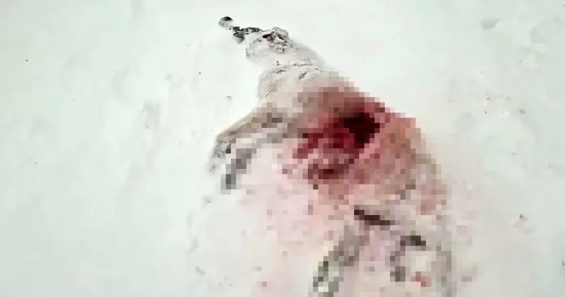 Gece yarısı köye inen kurtlar, katliam yaptı