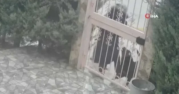 Ankara da başıboş sokak köpek dehşeti kamerada!