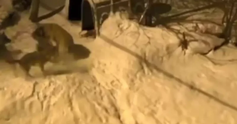 Artvin’de cesur bekçi köpeği 6 kurda meydan okudu