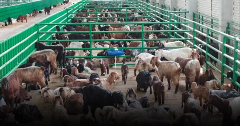 Küçükbaşta büyük kriz! Yumurta ve et cep yakıyor Sözcü Gazetesi