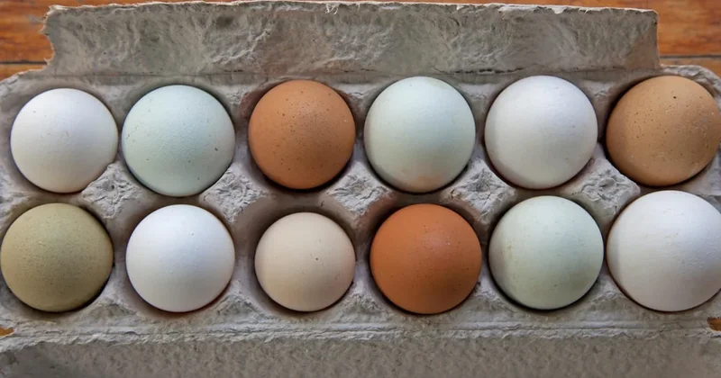 Tavuğun kulağına bakan rengini anlıyor Sözcü Gazetesi