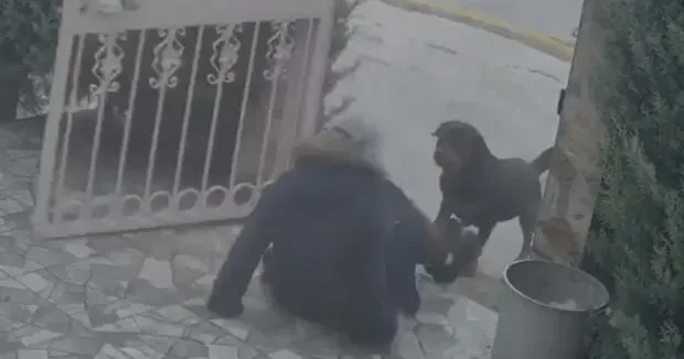 Ankara haberleri Ankara da dehşet anları! Başıboş köpeklerin saldırdığı kadın yaralandı 20 Ocak 2026