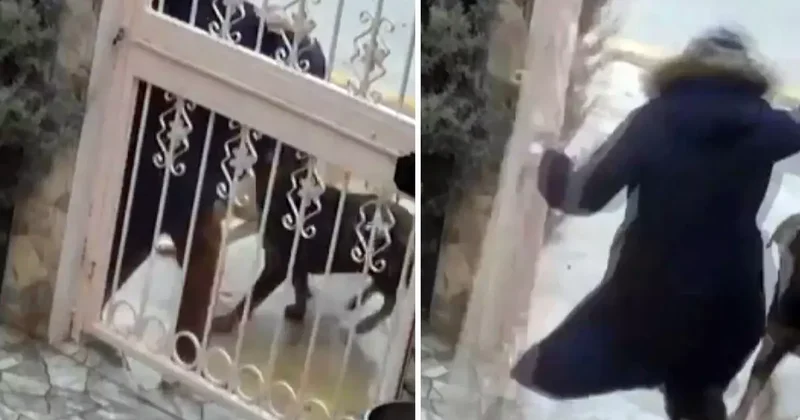 Sahipsiz köpeklerin saldırısına uğrayan kadın komşusunun müdahalesiyle kurtuldu