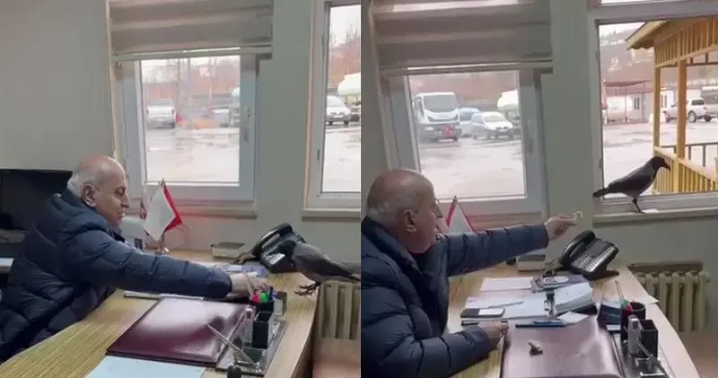 Belediye başkanı, odasına giren kargayı besledi