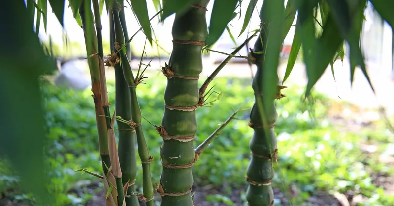 Bilim insanları inceledi: Bambu süper gıda olabilir
