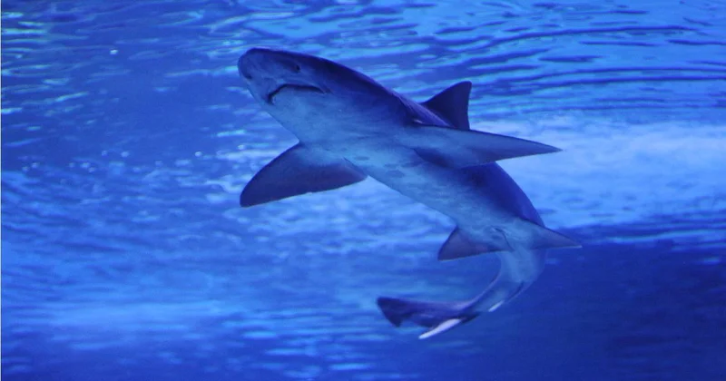 Avustralya da 48 saat içinde dördüncü köpekbalığı saldırısı