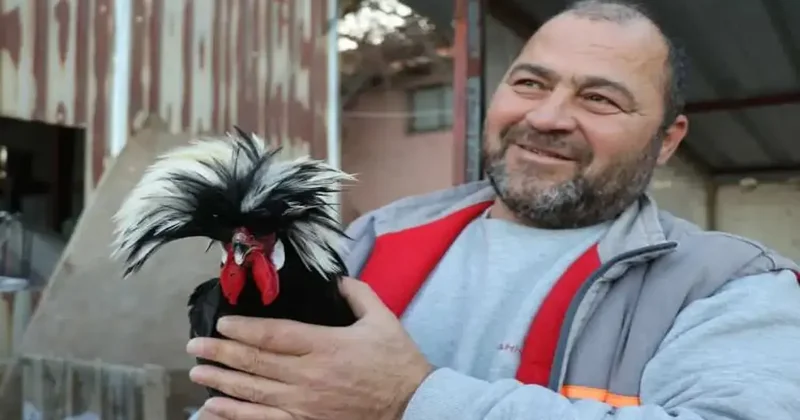 Denizli ye yurt dışından egzotik tavuk getirdi, üretim yeri şaşırttı