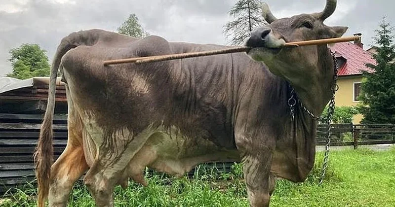 İnek deyip geçmeyin dünyanın en zekisi: Alet bile kullanabiliyor Sözcü Gazetesi