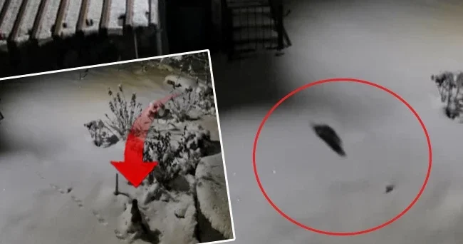 Aç kalınca evlerin dibine kadar indiler!