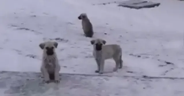 Kayseri’de sahipsiz köpek dehşeti: Küçük kız bacağından yaralandı VİDEO İZLE