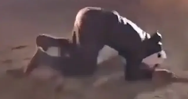 Terör örgütünden temizlenen Haseke de şükür secdesi VİDEO İZLE