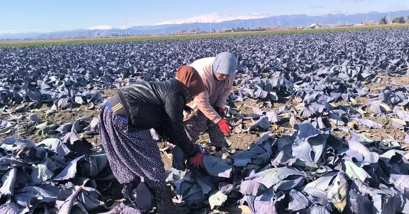 Lahana tarlasında çalışan işçinin sözleri yürekleri dağladı
