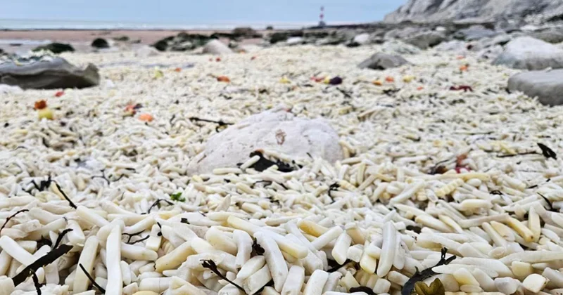 Sahil binlerce patates ve soğanla doldu