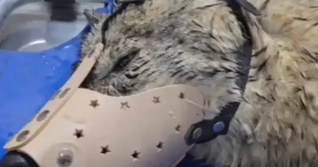 Bitlis te yaralı bulunan kurt tedavi altına alındı VİDEO İZLE