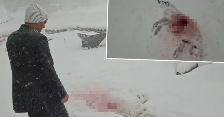 Korkunç görüntü! Kurtlar köyün kâbusu oldu: Çıktığımda köpeği bu hale getirmişlerdi