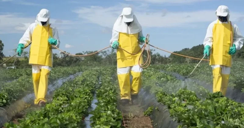 Pestisit krizinde reçete dönemi! Satana para cezası geliyor
