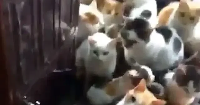 Soğuk havada merhamet kapısı: Kedilere soba başında yuva açtı VİDEO İZLE