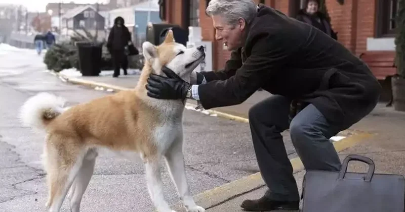 En sadık köpek ırkları belli oldu Sözcü Gazetesi
