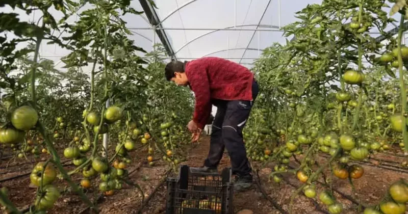 Devlet desteğiyle kendi işlerinin sahibi oldular, üretime başladılar