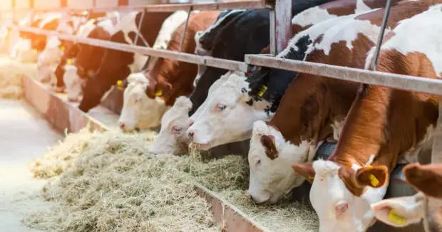 Edirne haberleri Çok nadir görülüyor! Edirne de besicinin yüzünü mucize doğum güldürdü 20 Ocak 2026