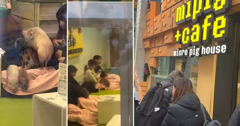 Japonya da bir Türk ün şaşkınlığı: Domuzlarla kahve keyfi